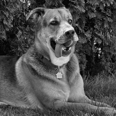 Scooby